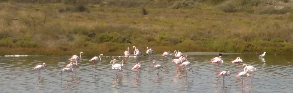 Camargue.